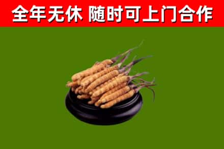 湛江烟酒回收冬虫夏草.jpg