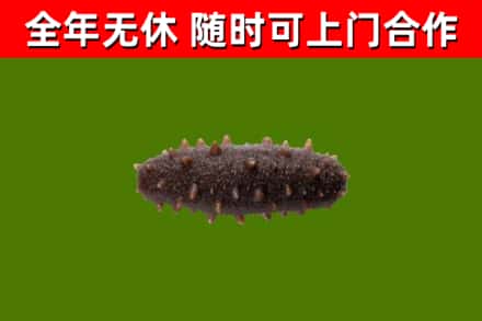湛江烟酒回收干海参.jpg